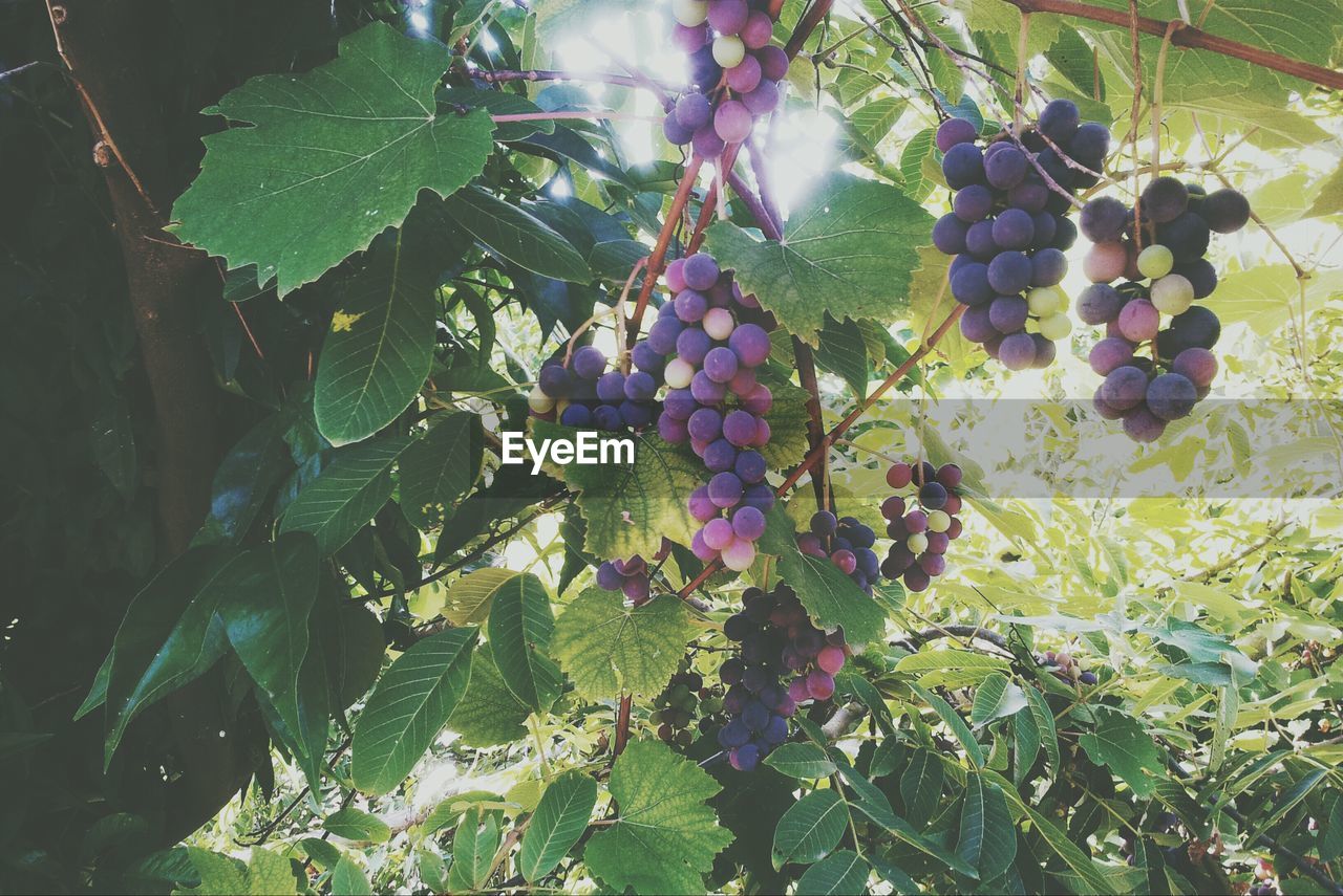 Plums growing on tree at orchard