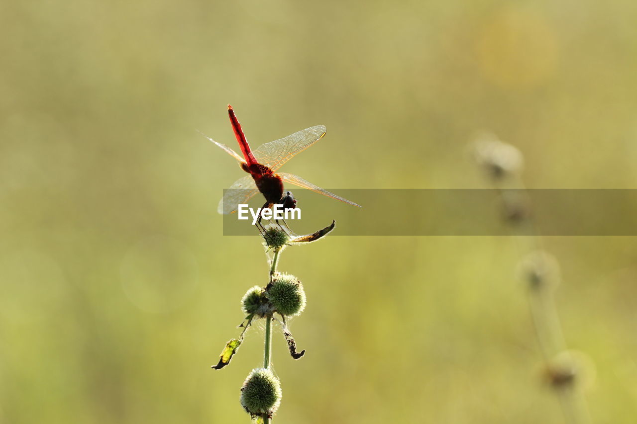 animal, insect, dragonfly, dragonflies and damseflies, animal themes, animal wildlife, focus on foreground, macro photography, close-up, nature, wildlife, flower, yellow, animal wing, no people, one animal, plant, beauty in nature, green, outdoors, day, macro, leaf, selective focus, plant stem, fragility, branch