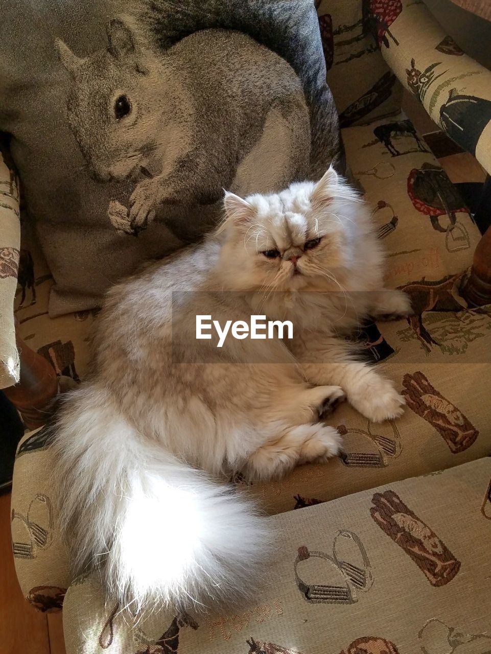 CLOSE-UP OF CAT LYING DOWN ON SOFA AT HOME