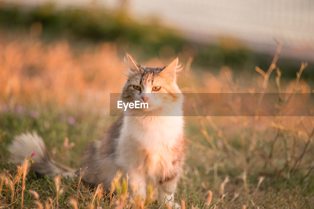 Cat sitting on field