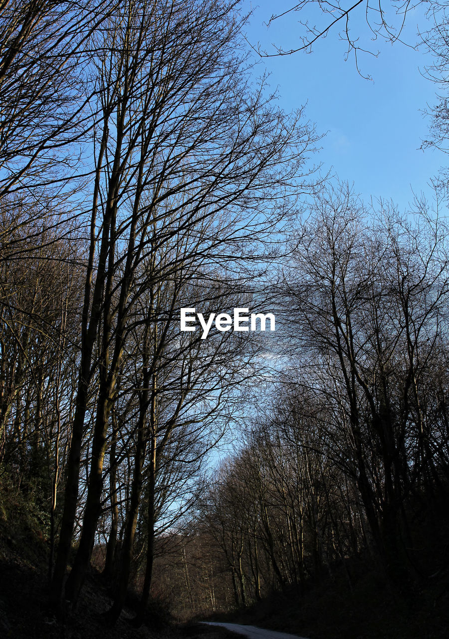 LOW ANGLE VIEW OF SILHOUETTE BARE TREES AGAINST SKY