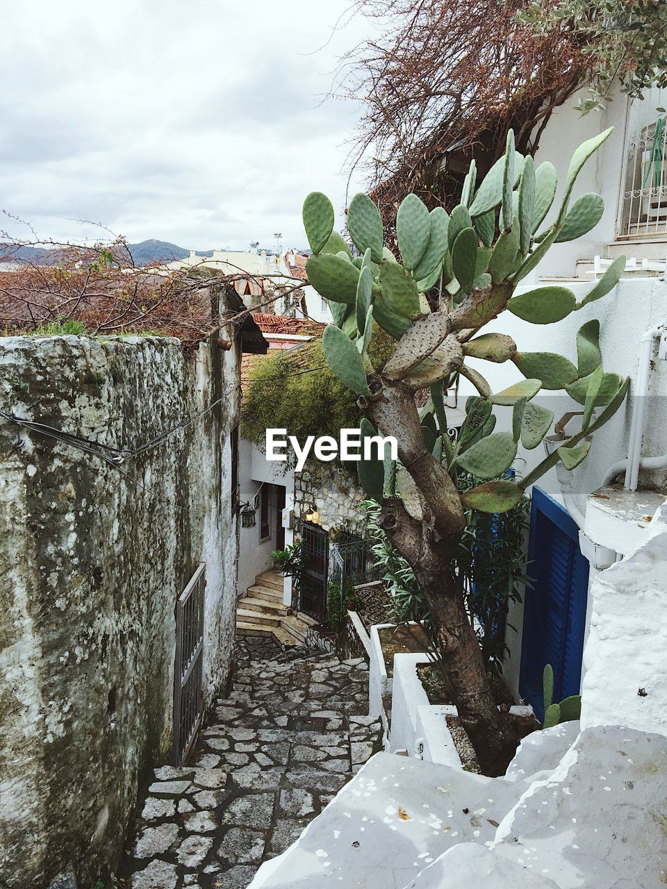 IVY GROWING ON BUILT STRUCTURE AGAINST TREES