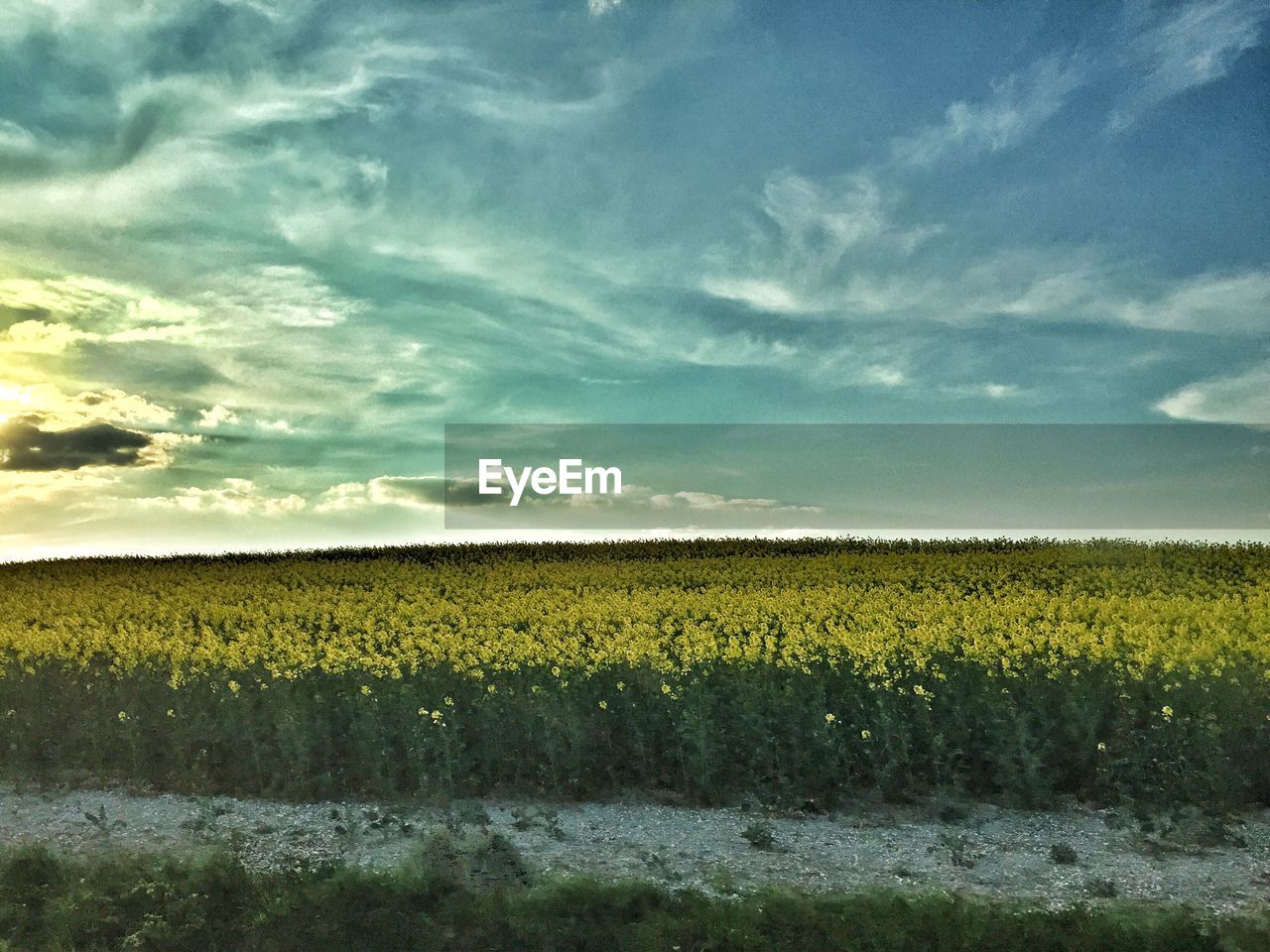 Scenic view of field against sky