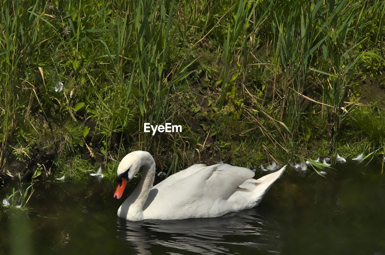 wildlife, animal themes, animal wildlife, bird, animal, water, lake, swan, one animal, nature, water bird, swimming, no people, beak, day, plant, beauty in nature, ducks, geese and swans, outdoors, reflection, mute swan, grass, waterfront, white, zoology