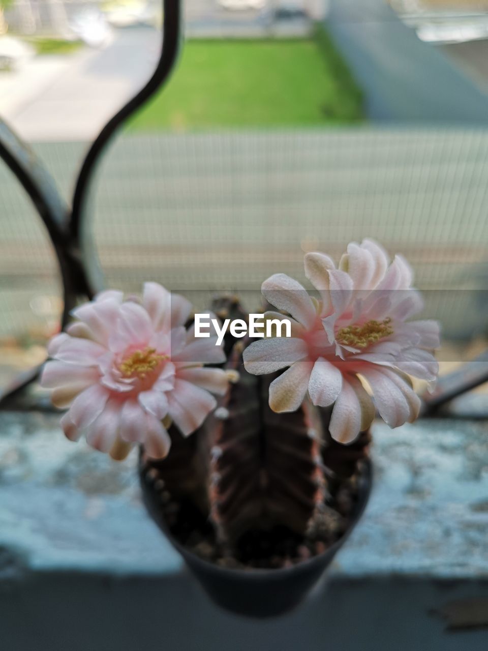 CLOSE-UP OF WHITE FLOWERING PLANTS