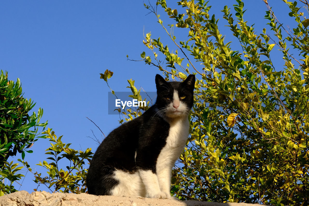 animal themes, animal, cat, mammal, one animal, pet, domestic animals, feline, domestic cat, plant, nature, no people, sky, tree, clear sky, sitting, felidae, small to medium-sized cats, day, low angle view, carnivore, portrait, wildlife, looking, blue, outdoors