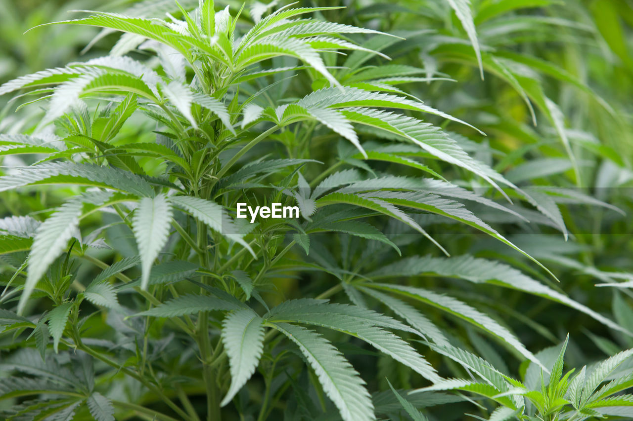 CLOSE-UP OF GREEN PLANT IN FIELD