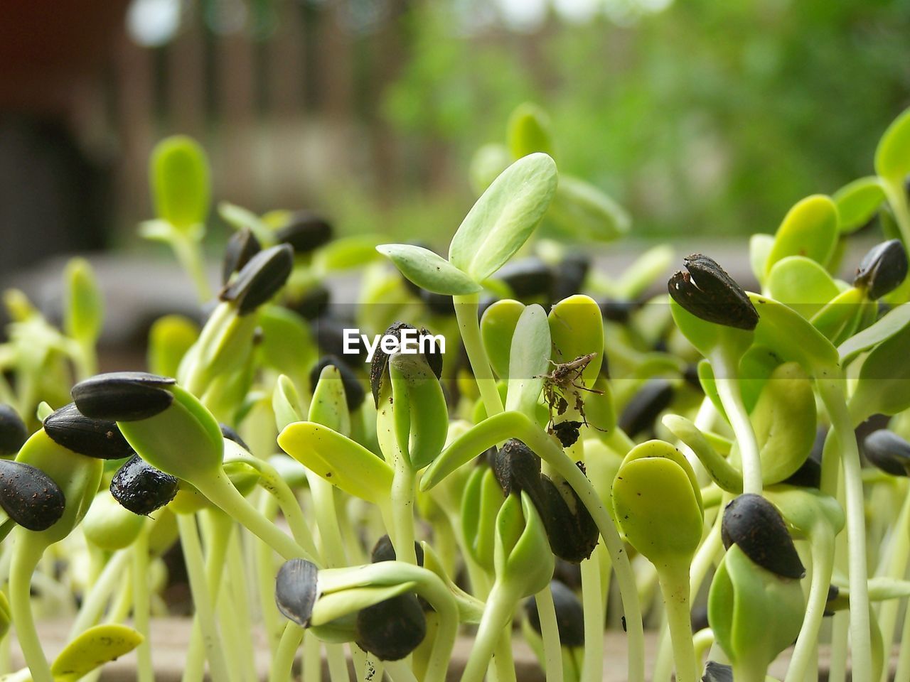 CLOSE-UP OF FRESH GREEN PLANT