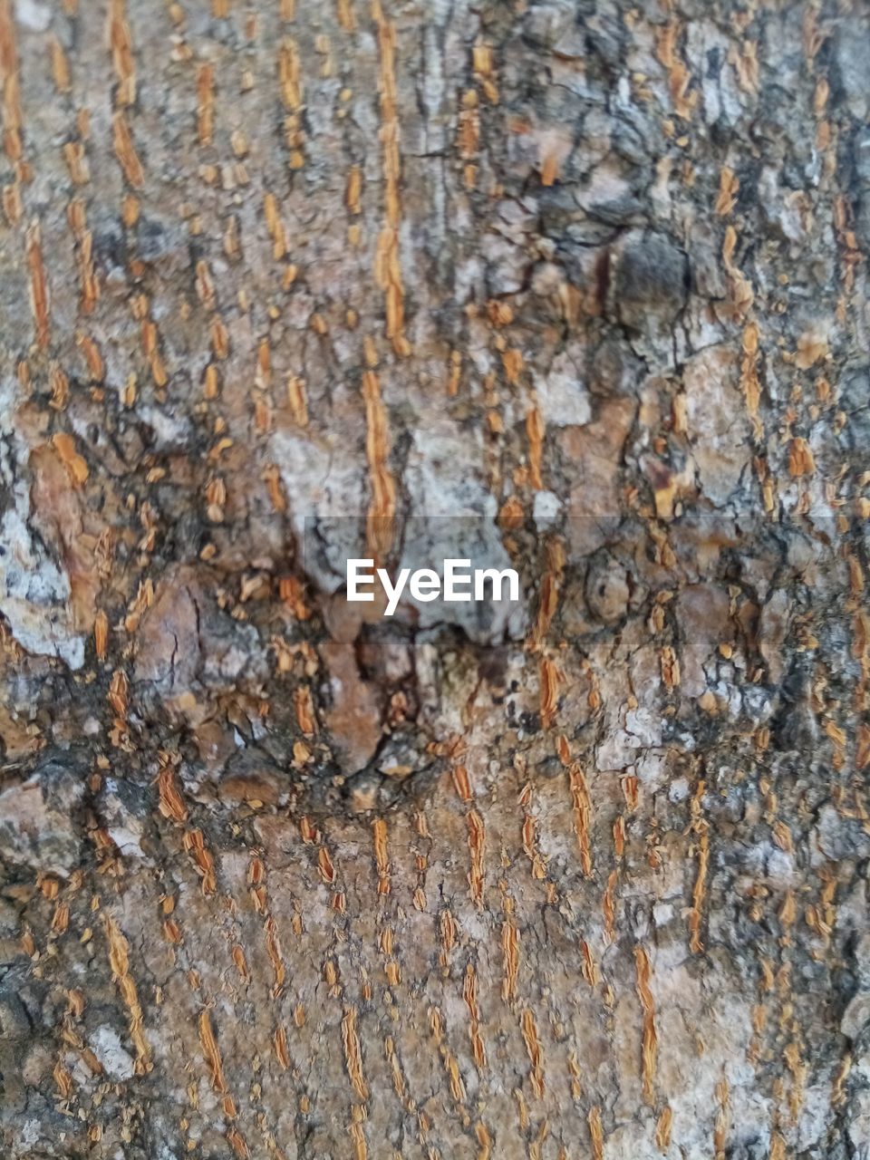 CLOSE-UP OF TREE TRUNK