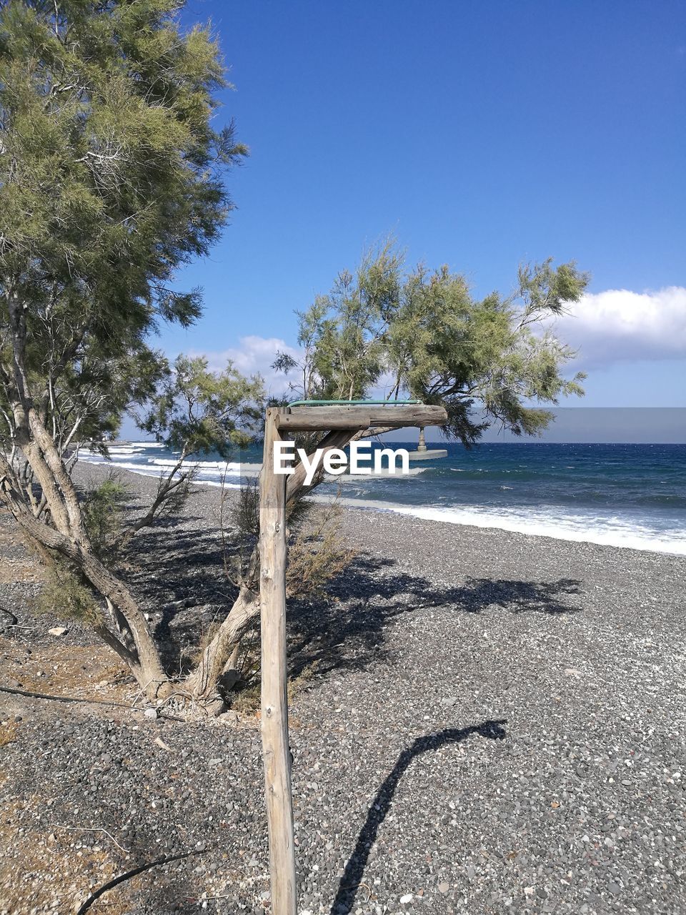 TREES ON BEACH