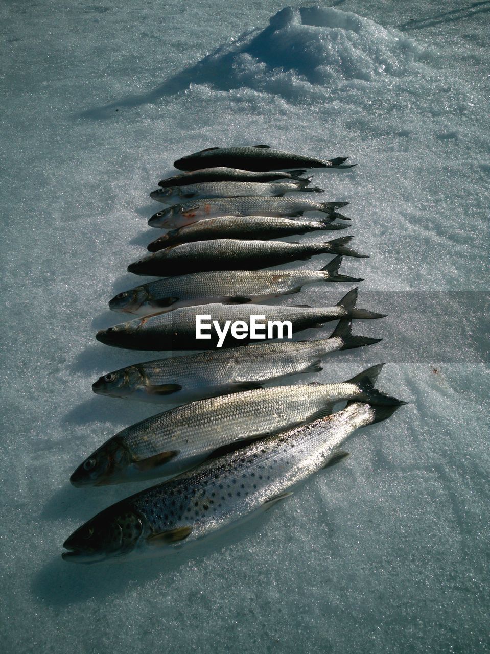 High angle view of fish on ice