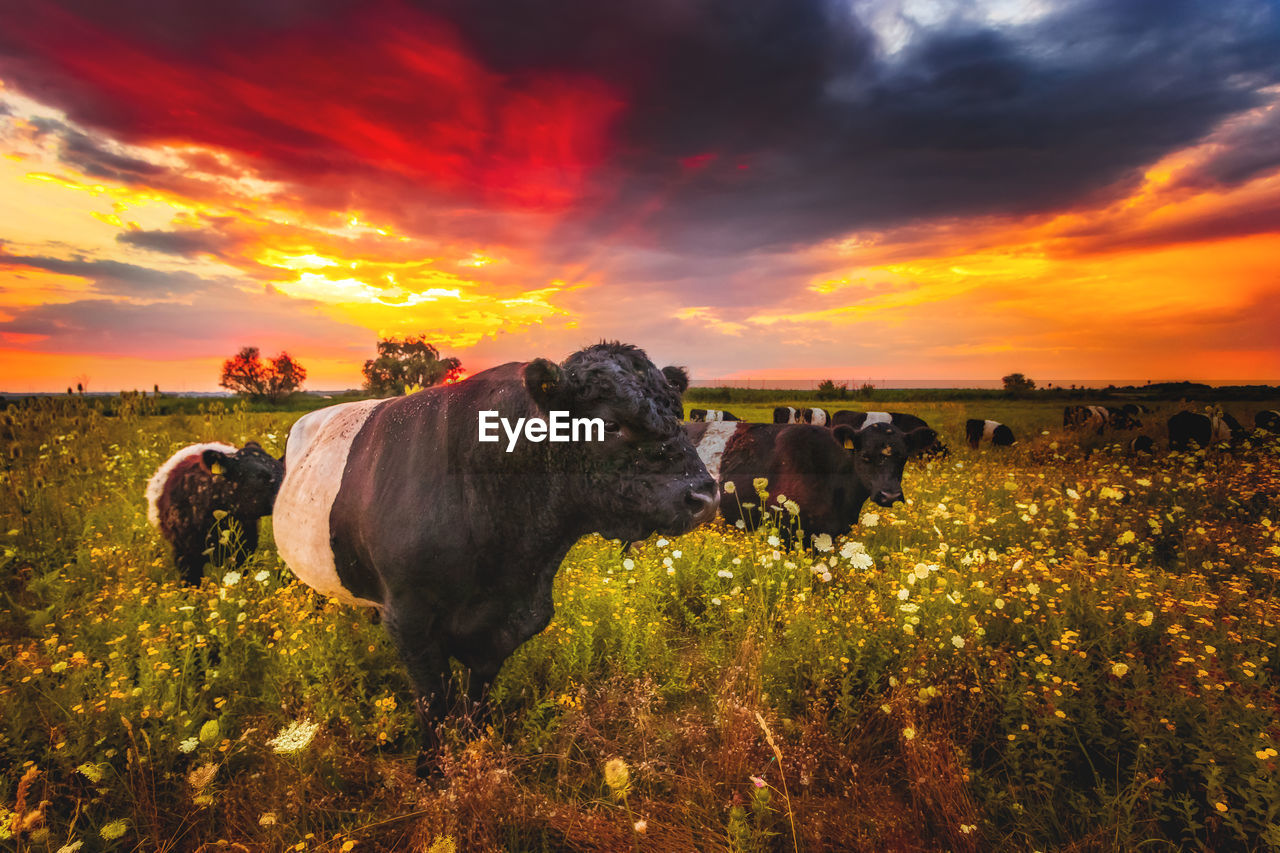 COWS IN FIELD