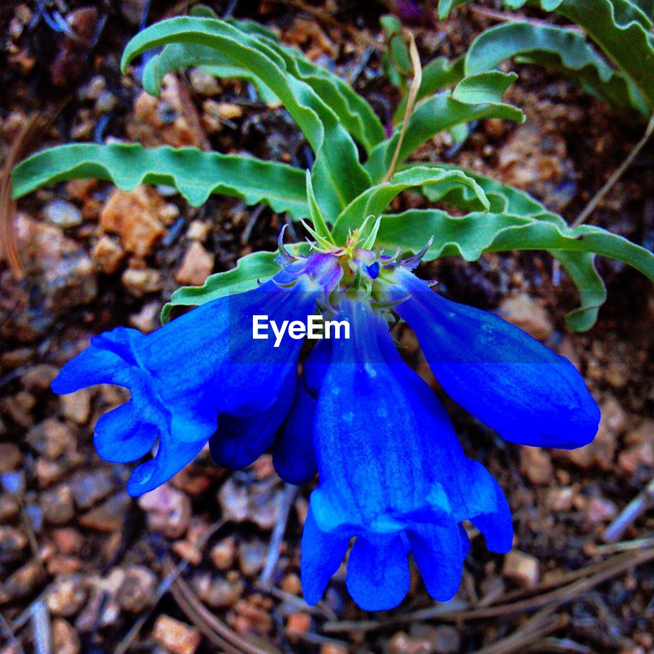 Close-up of flowers