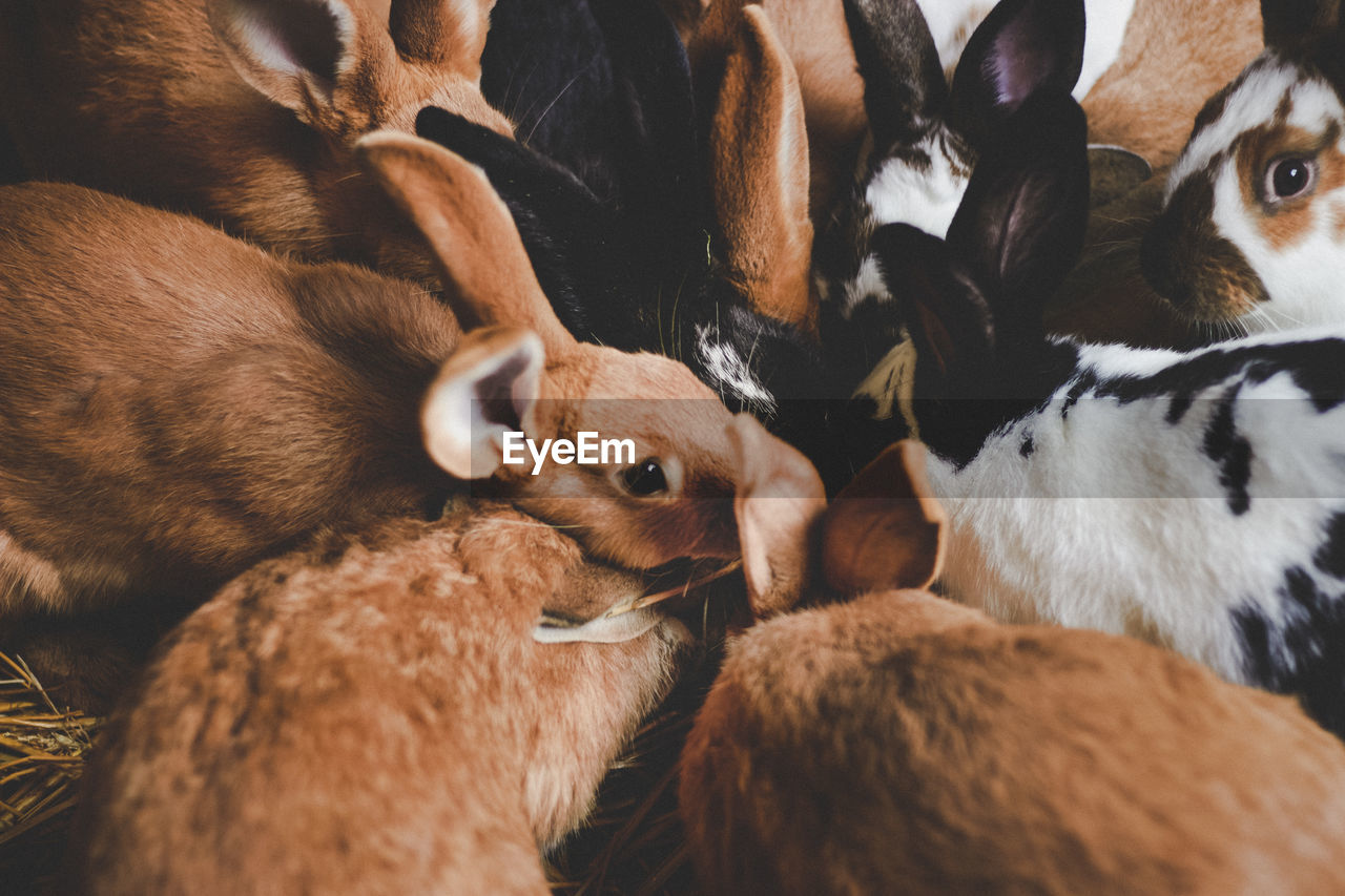 CLOSE-UP OF A PANDA EATING