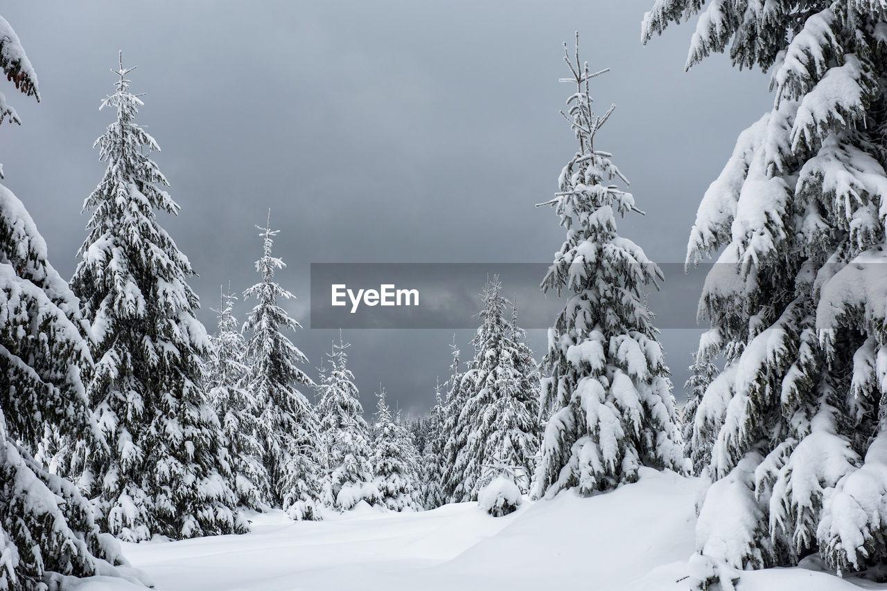Trees on snow covered field against cloudy sky