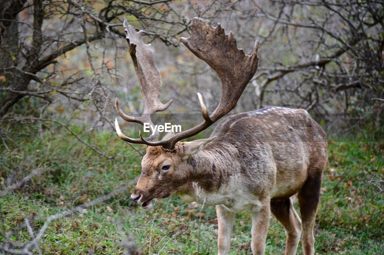 Close-up of elk on landscape