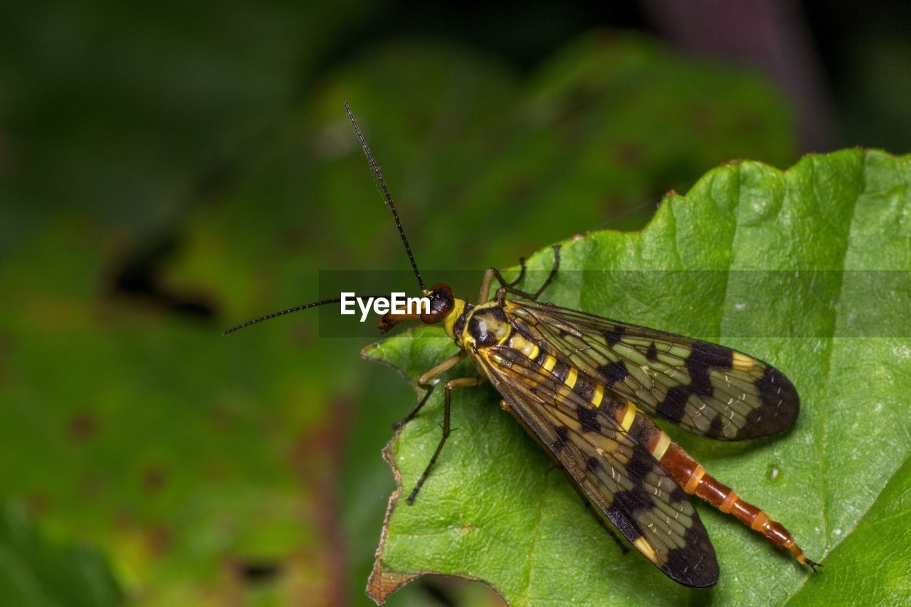 Close-up of insect on leaf