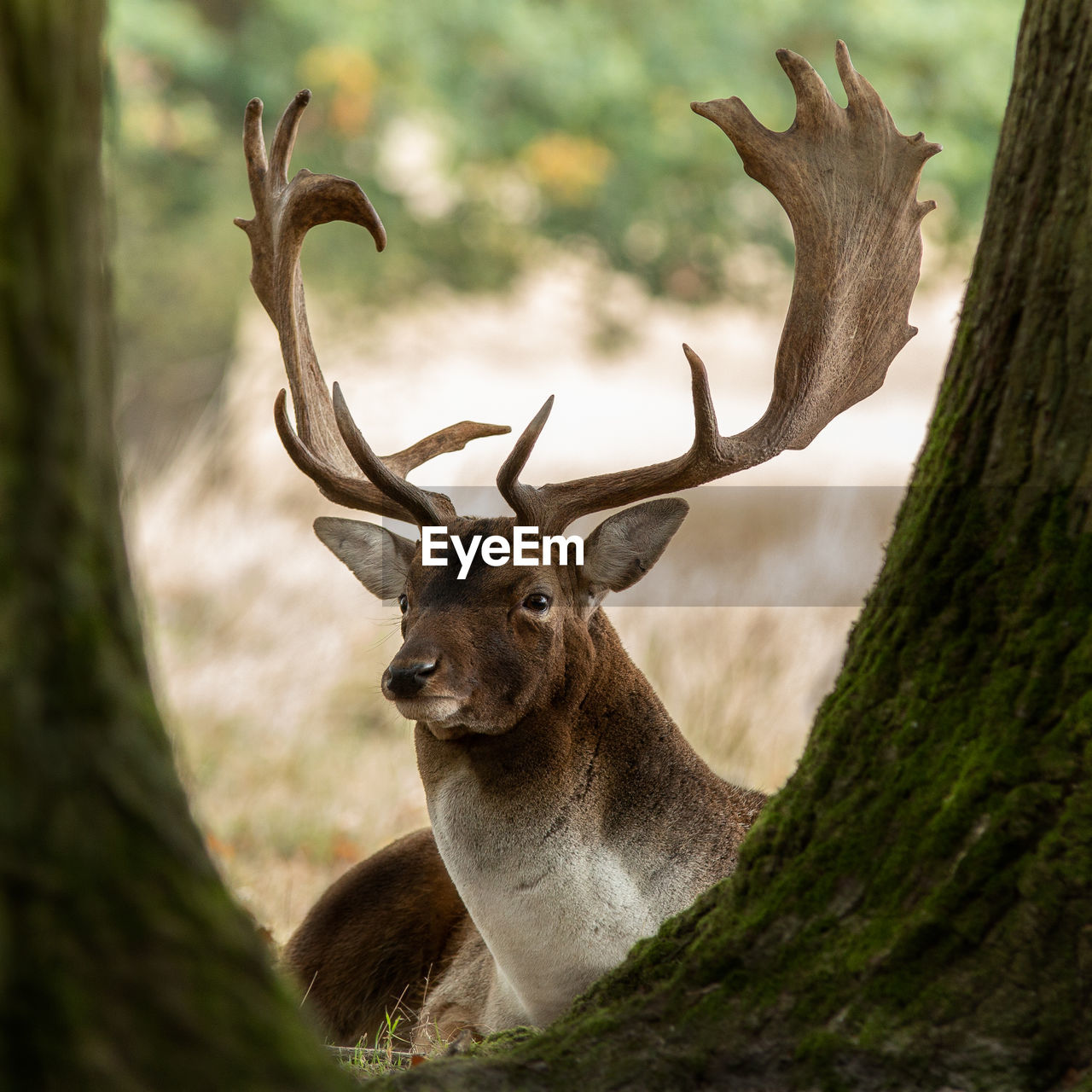 Deer in a forest