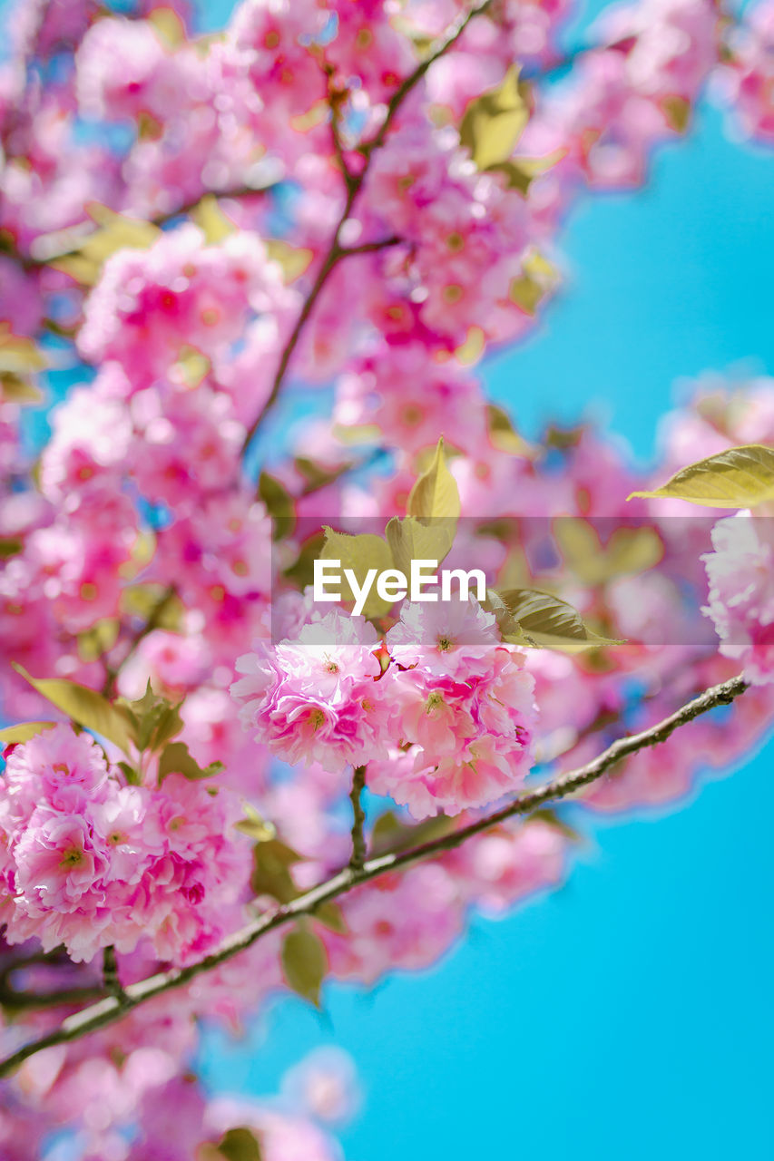 Close-up of pink flowers at spring