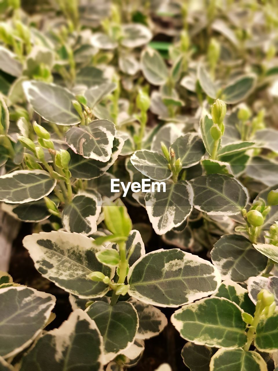 Full frame shot of green plant