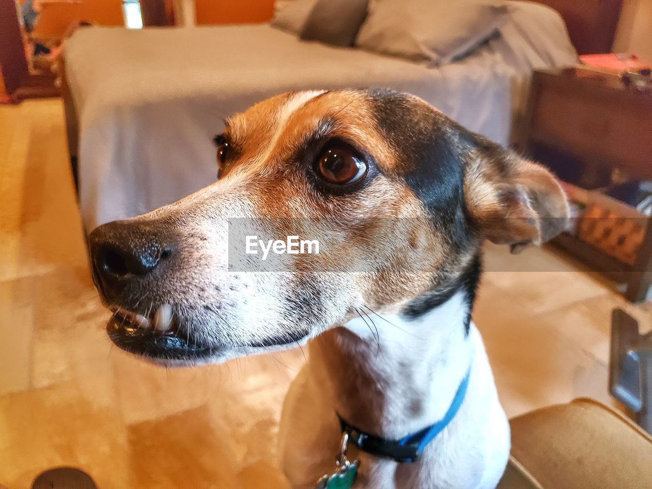 CLOSE-UP PORTRAIT OF A DOG