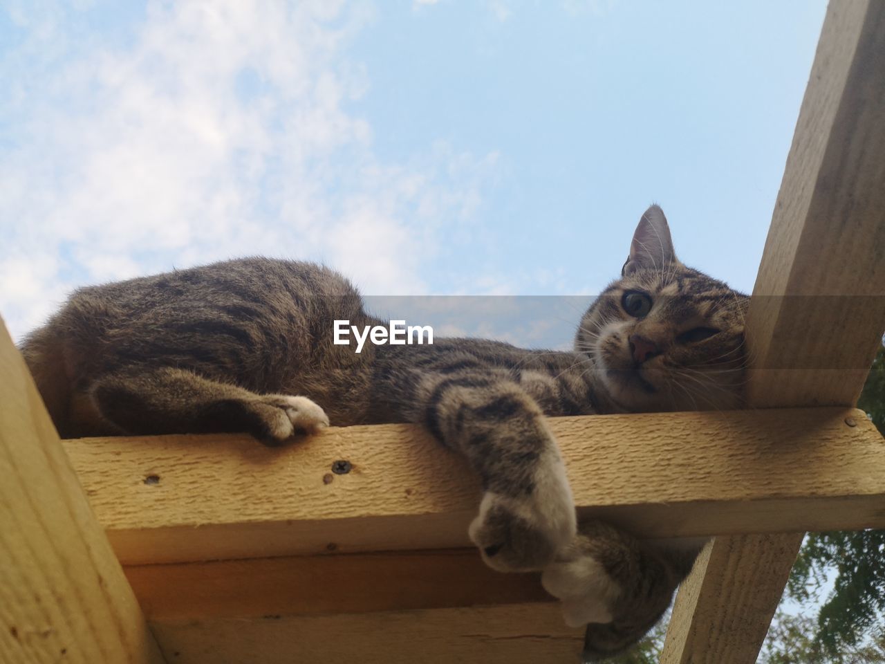 LOW ANGLE VIEW OF A CAT SLEEPING ON WOOD