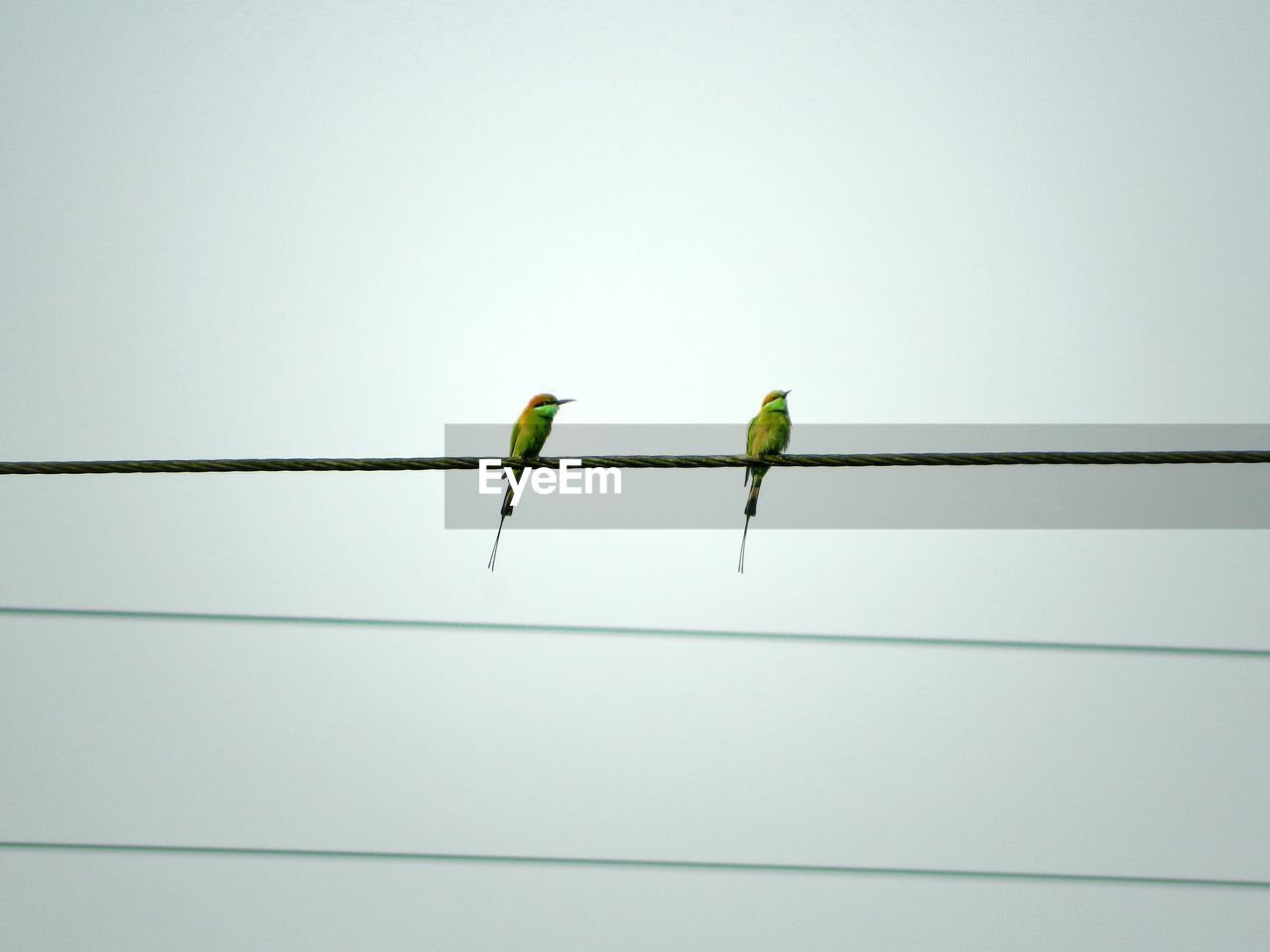 Low angle view of green bee-eaters on cables against clear sky