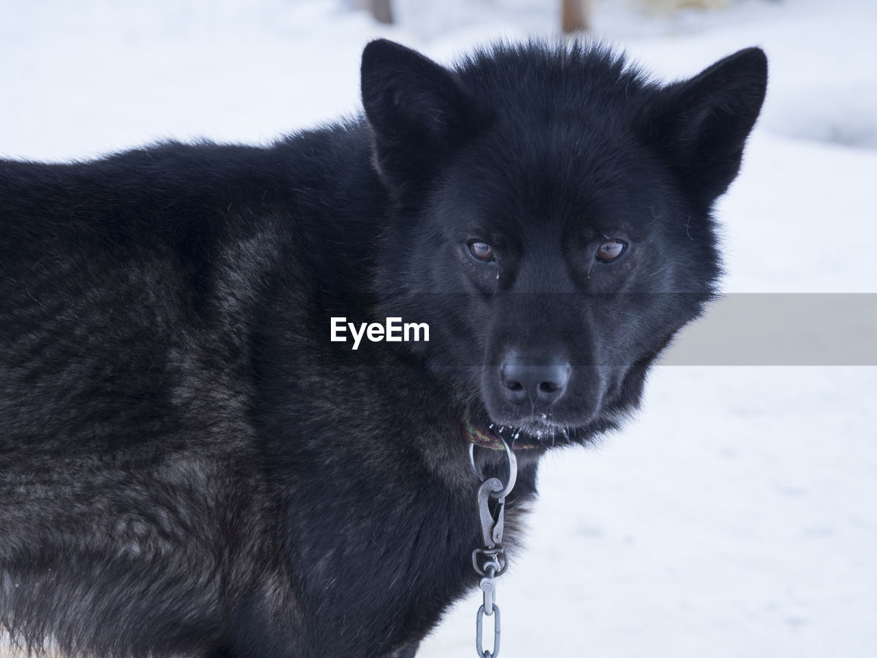 Close-up of back dog during winter