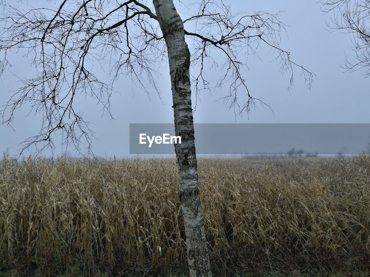 BARE TREES ON FIELD