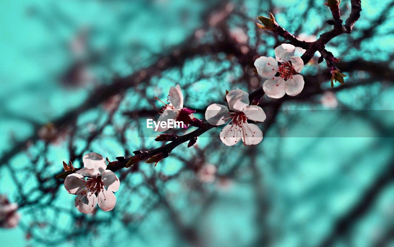 Close-up of cherry blossoms
