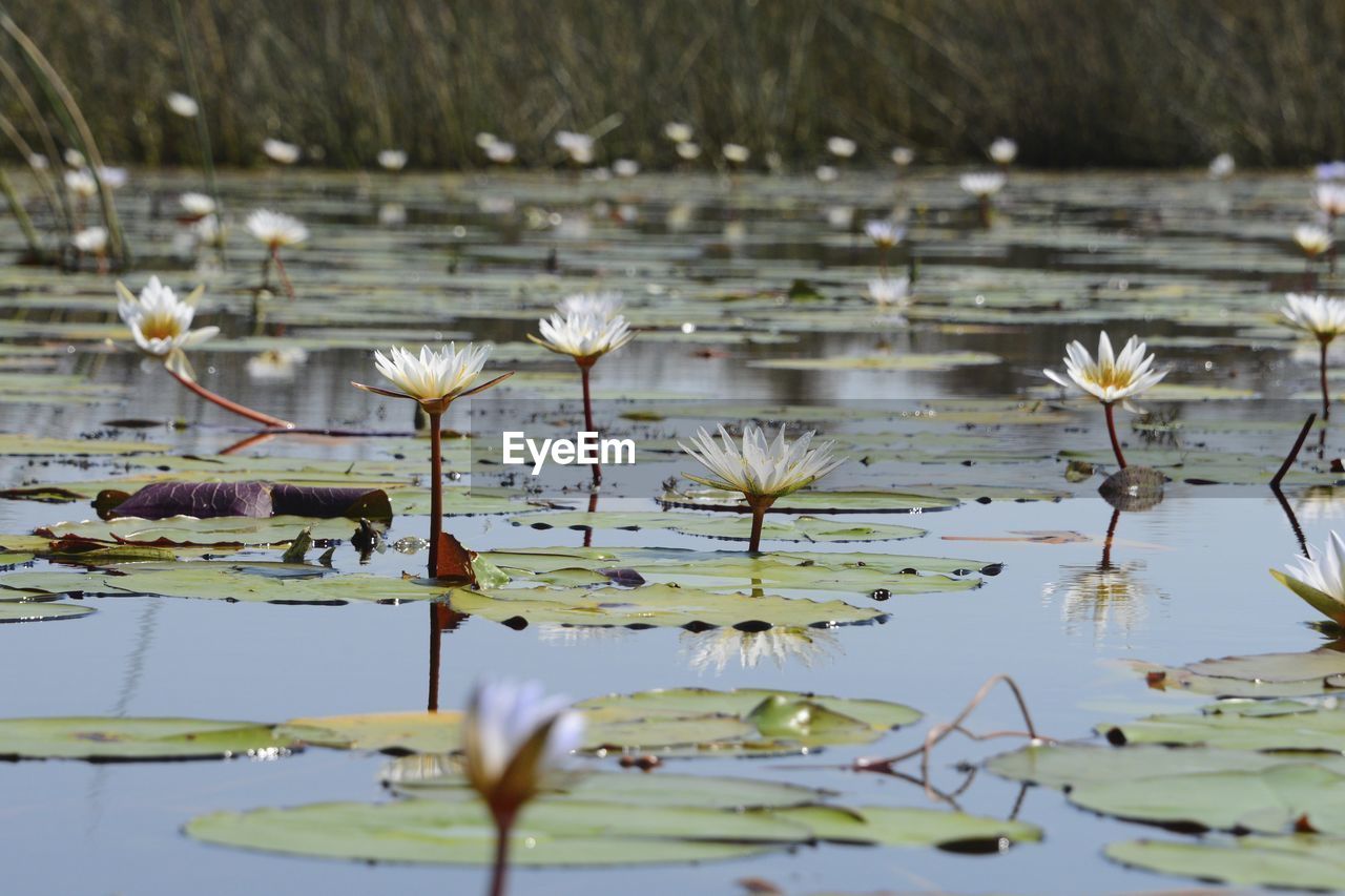 CLOSE-UP OF LOTUS WATER LILY