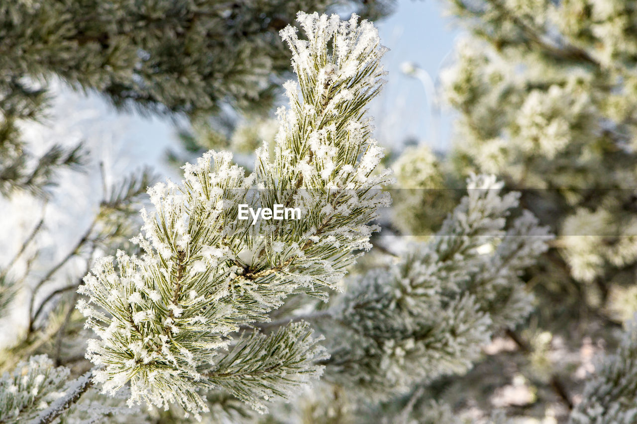 CLOSE-UP OF FROZEN PLANT