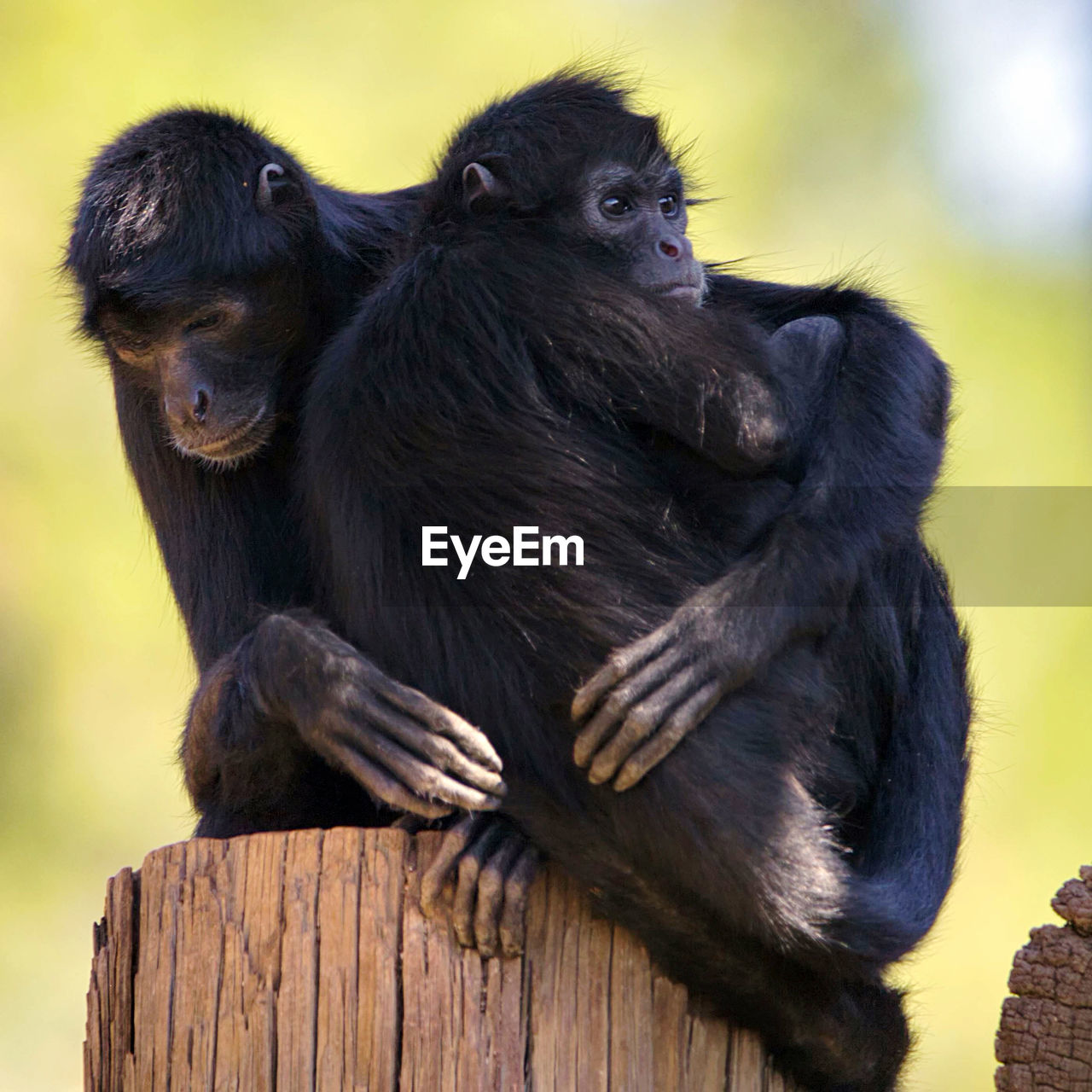 Monkey sitting on wood