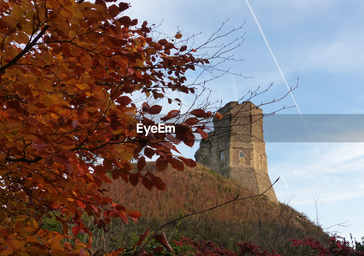 LOW ANGLE VIEW OF TREE DURING AUTUMN AGAINST SKY