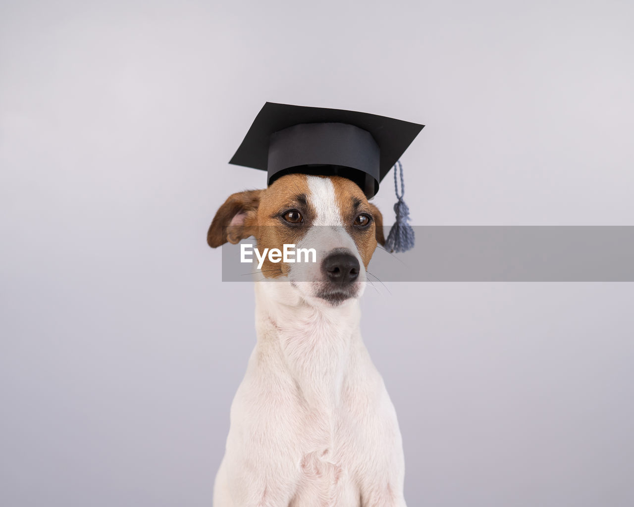 portrait of a dog against white background