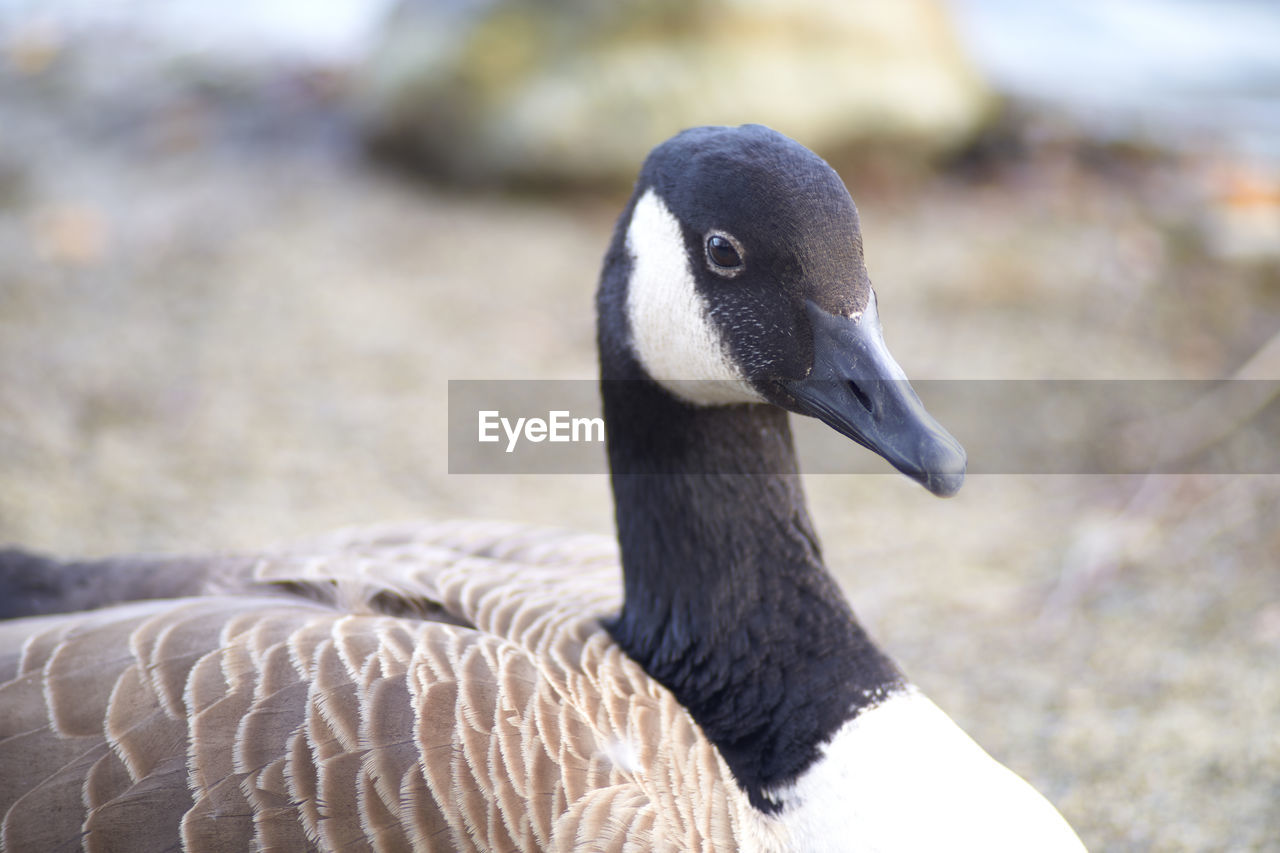 Close-up of bird perching outdoors