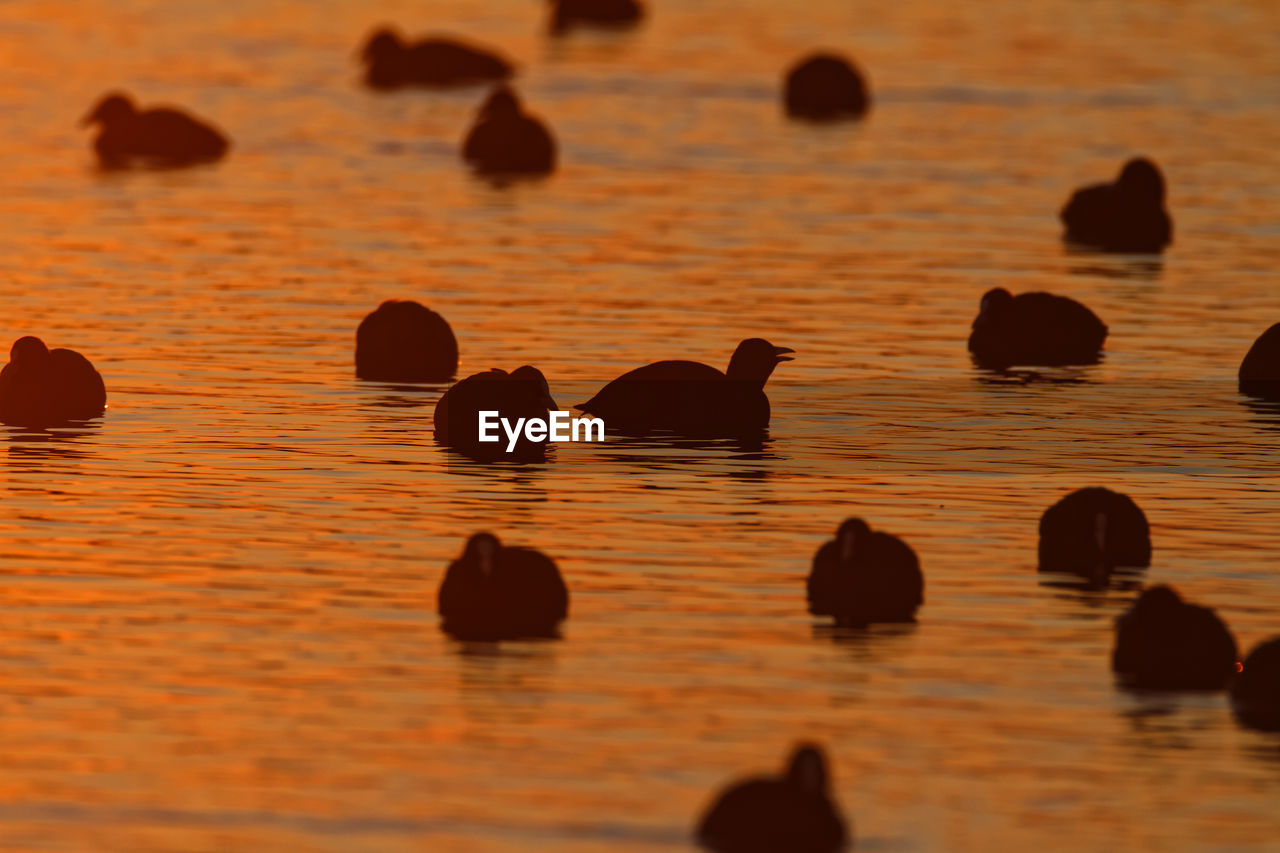 Silhouette of coots swimming on lake in sunset