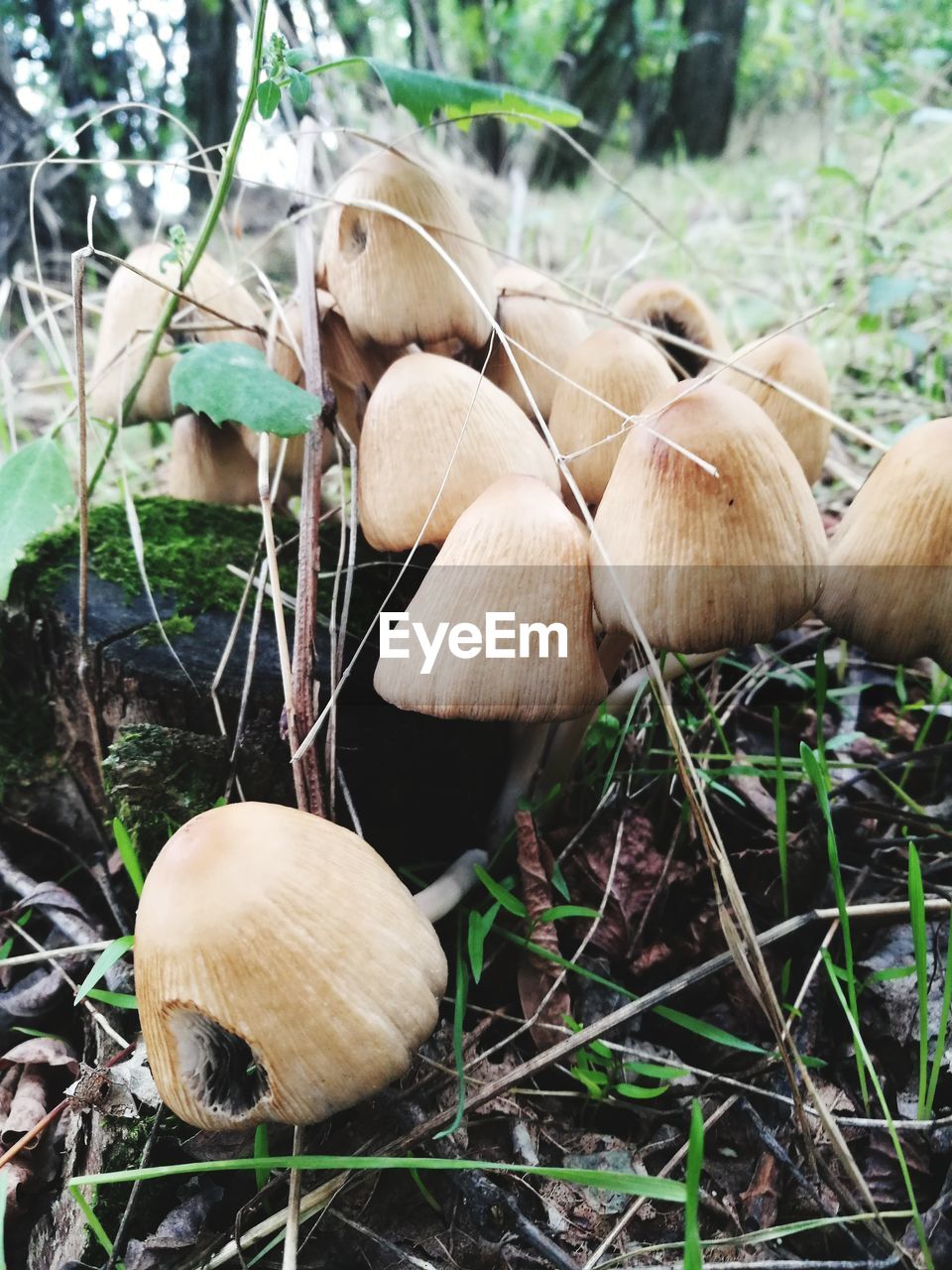 CLOSE-UP OF MUSHROOM ON GRASS IN FOREST