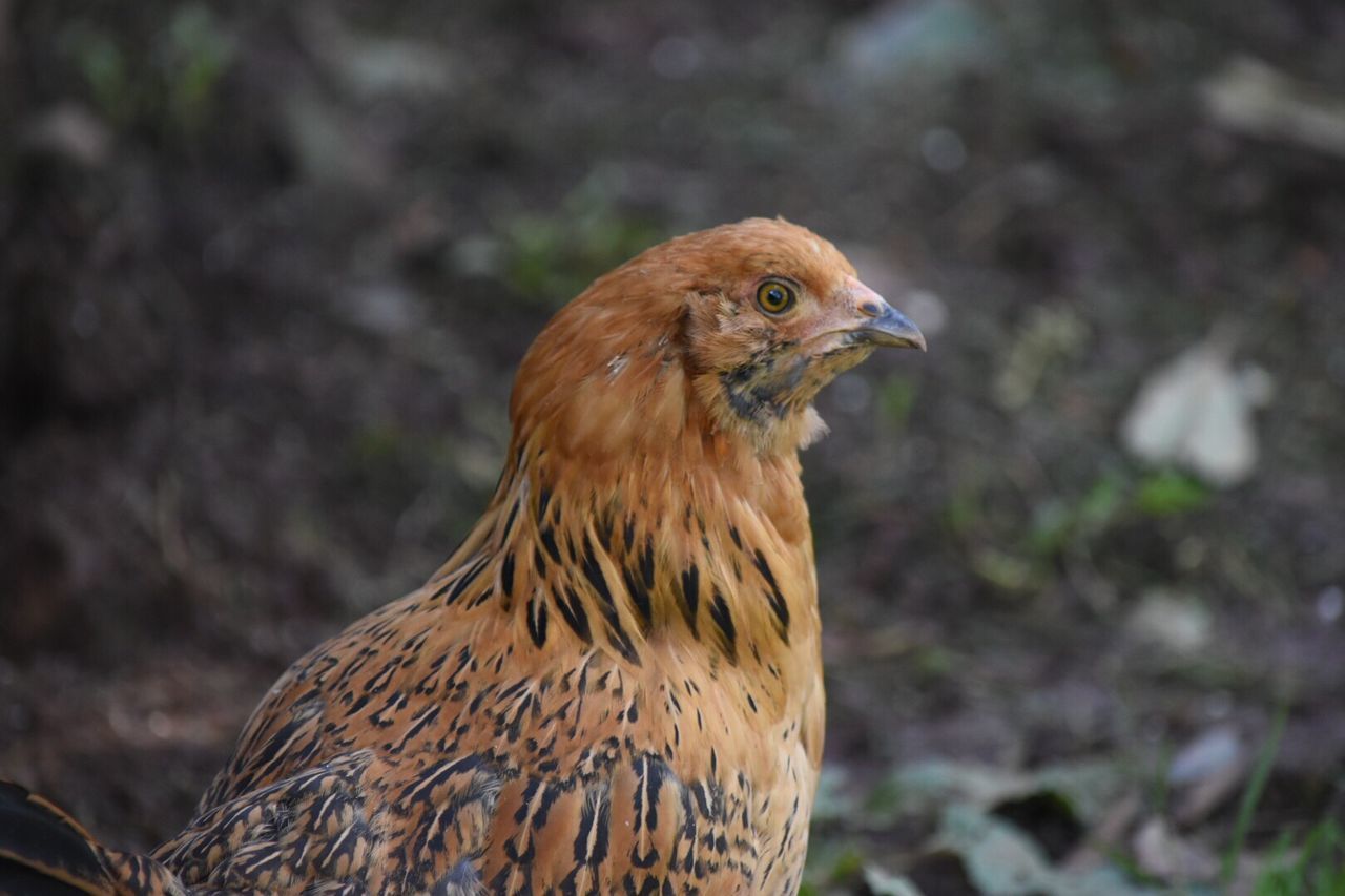 CLOSE-UP OF DUCK