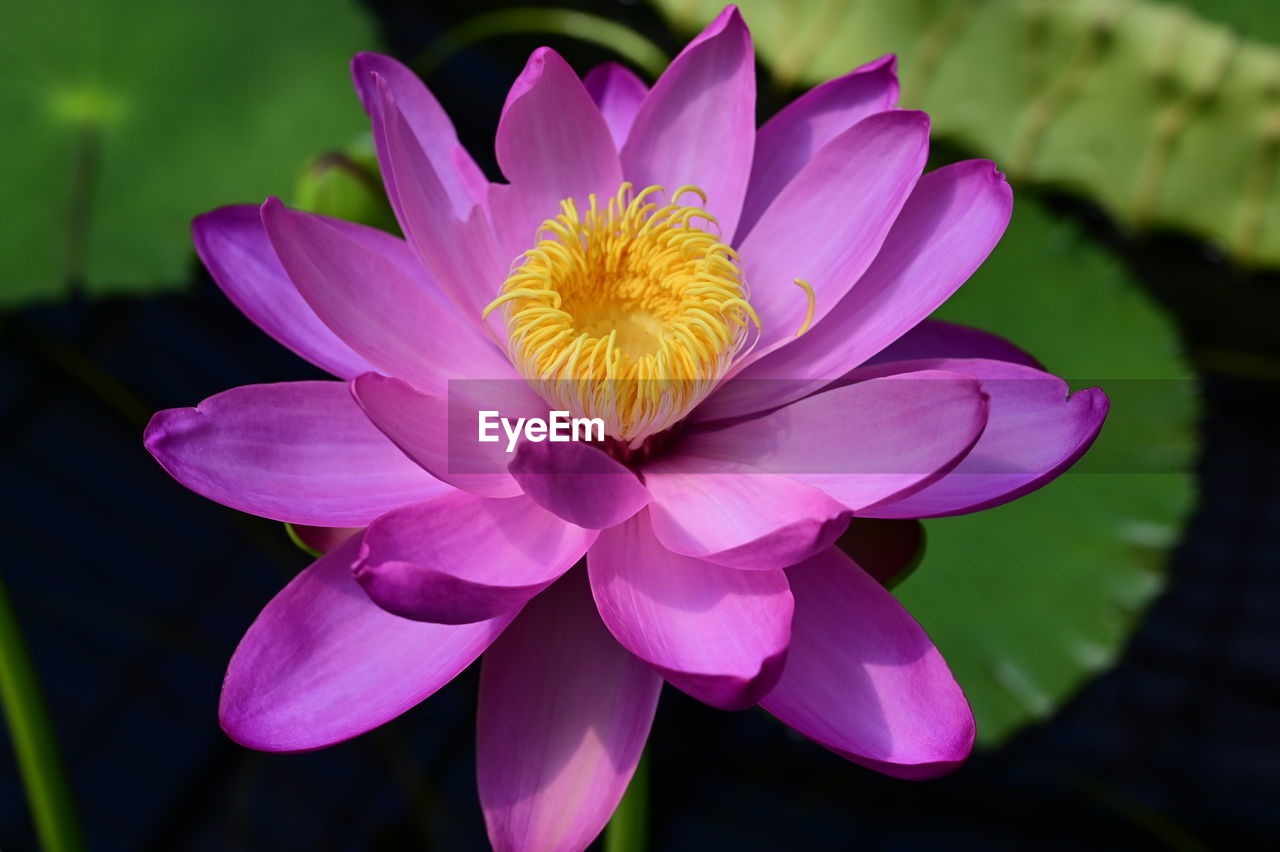 flower, flowering plant, plant, beauty in nature, freshness, petal, water lily, aquatic plant, flower head, pink, inflorescence, close-up, fragility, nature, pond, lotus water lily, macro photography, water, purple, growth, pollen, lily, no people, leaf, focus on foreground, proteales, magenta, blossom, outdoors, plant part, springtime, botany, vibrant color