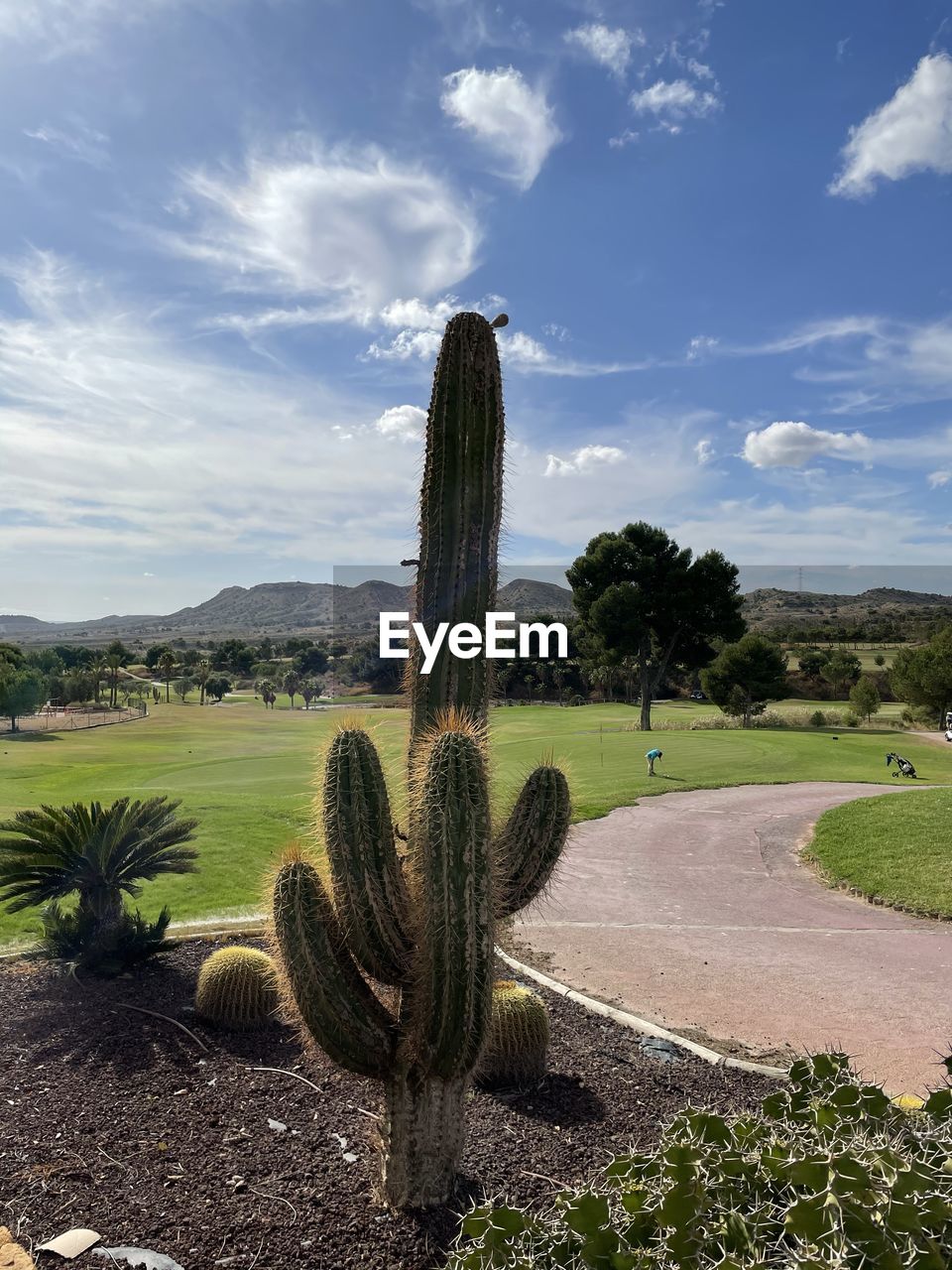 Cactus growing on field against sky