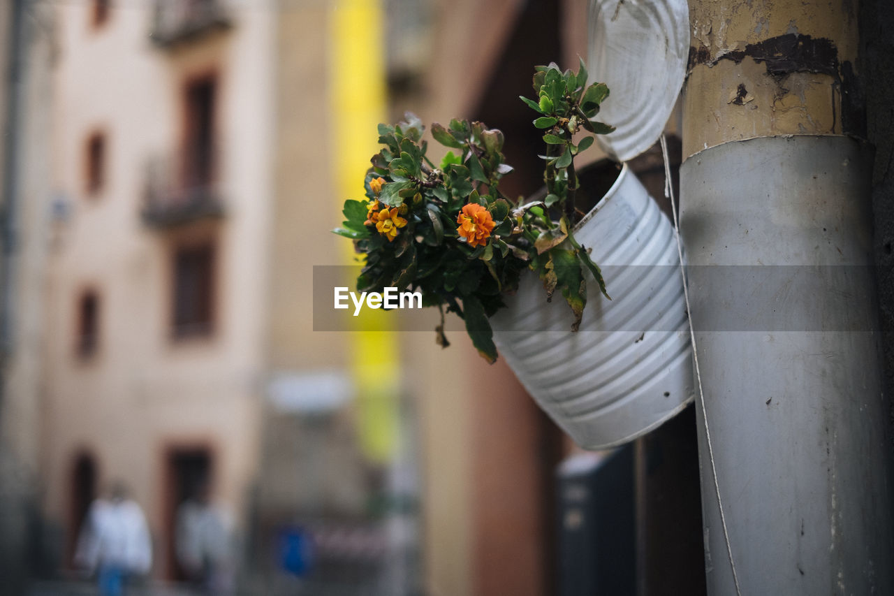 Close-up of plant hanging on pole