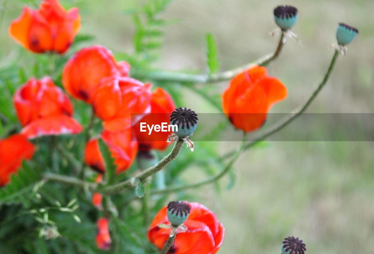 CLOSE-UP OF RED POPPIES BLOOMING OUTDOORS