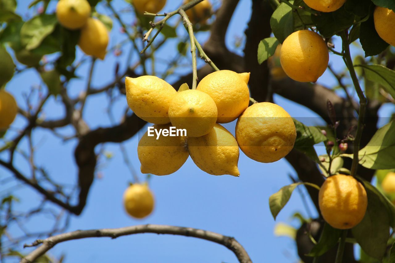 CLOSE-UP OF YELLOW FRUITS ON TREE