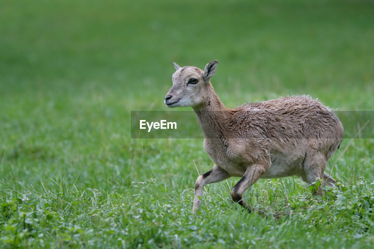 Deer standing on grassy field