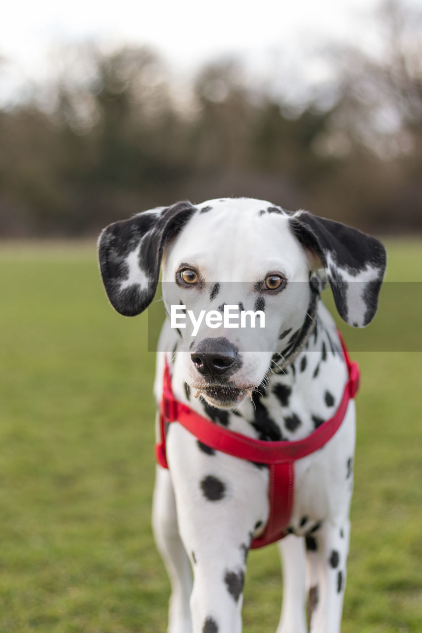 Portrait of dog on field