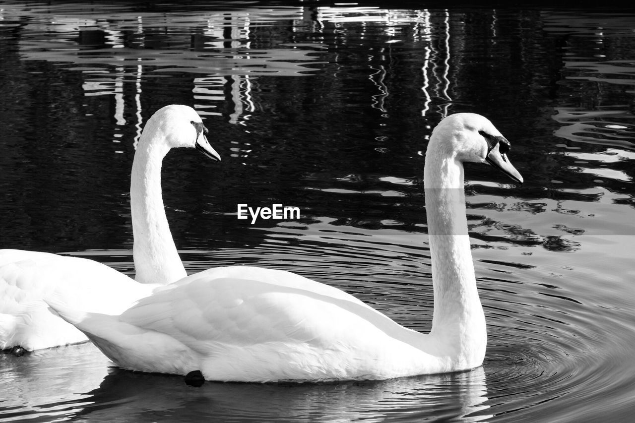 Swans swimming in lake