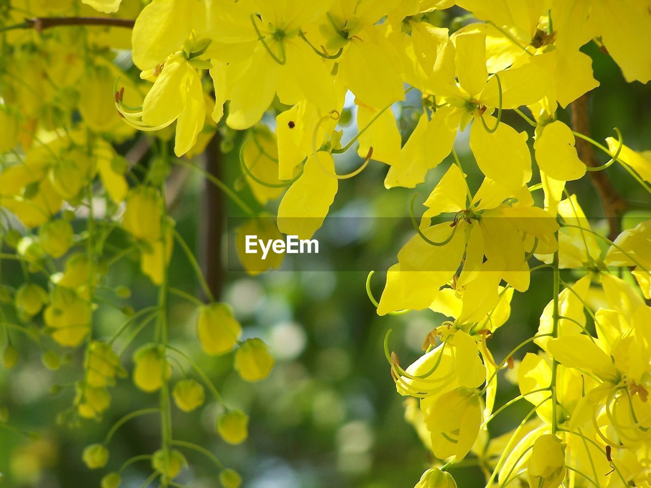 CLOSE-UP OF YELLOW FLOWER PLANT