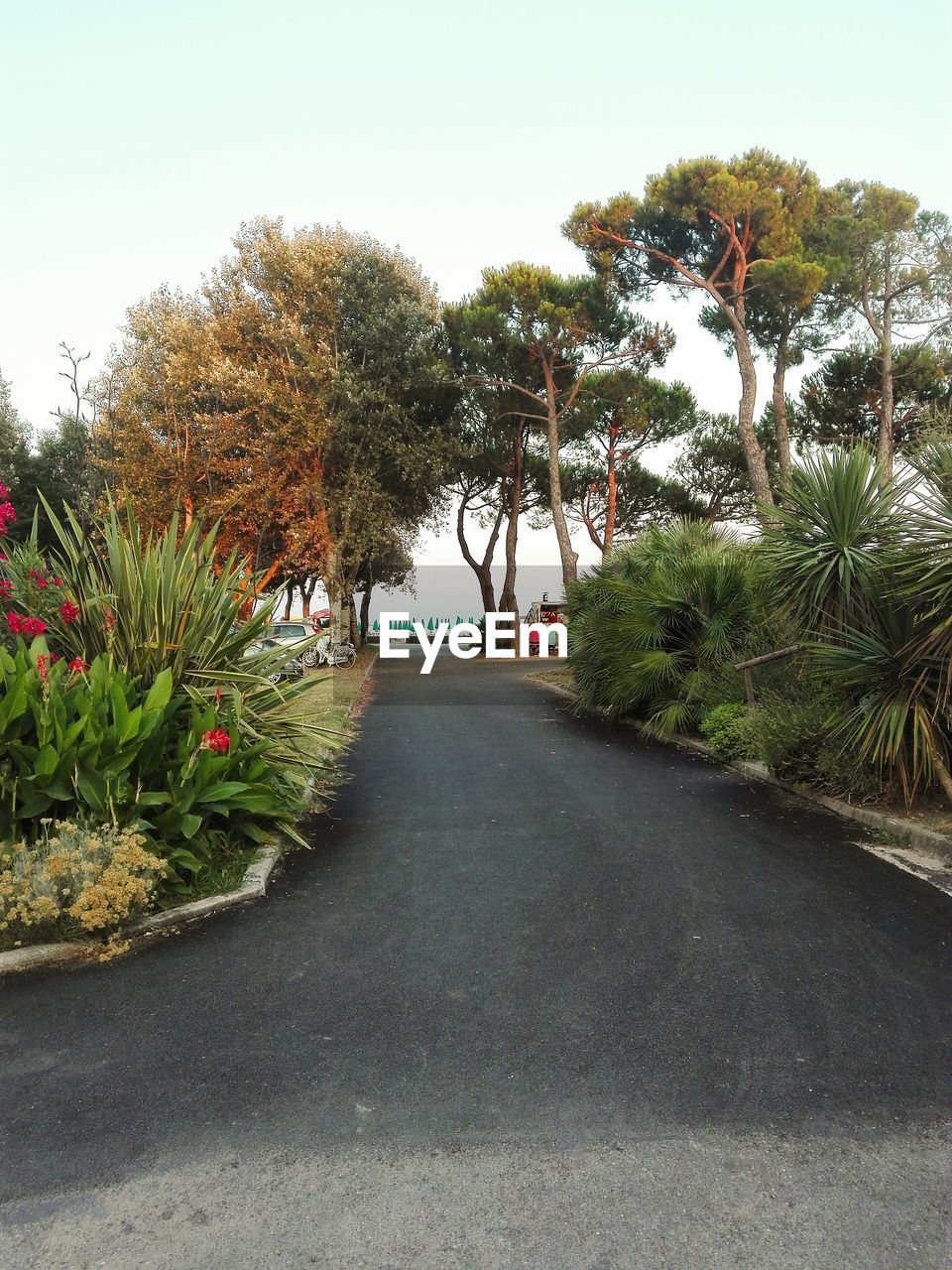 TREES ALONG ROAD