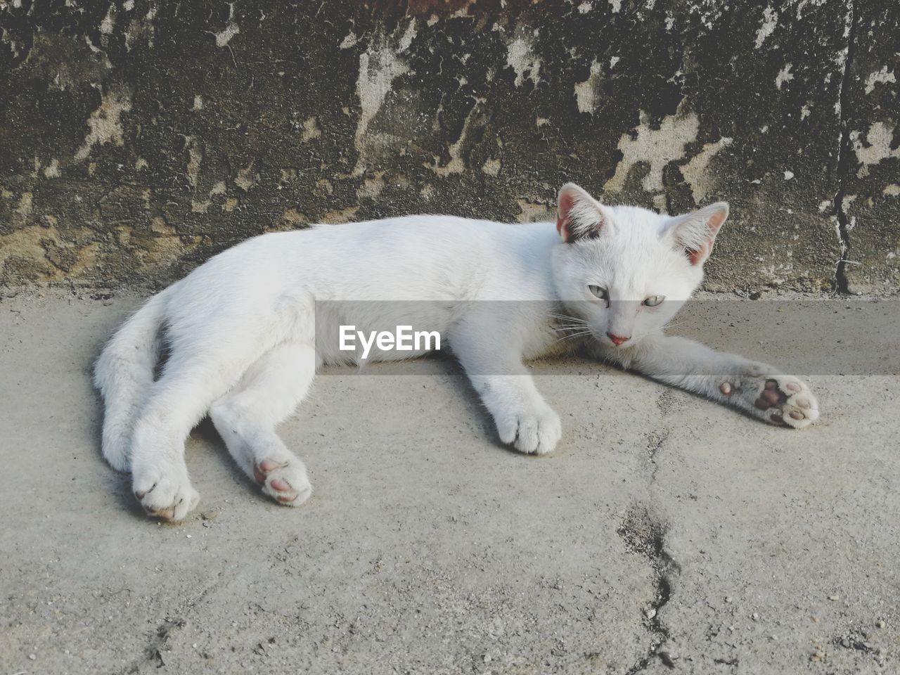 Portrait of cat on street